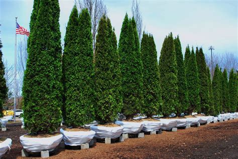 what are the cheapest trees to buy